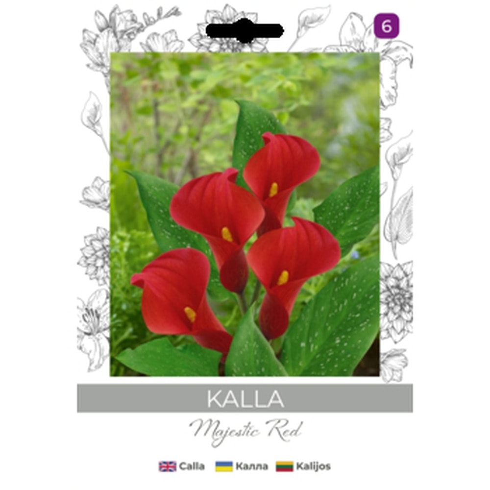 Kalia Majestic Red - Elegant potted plant, ideal for any interior