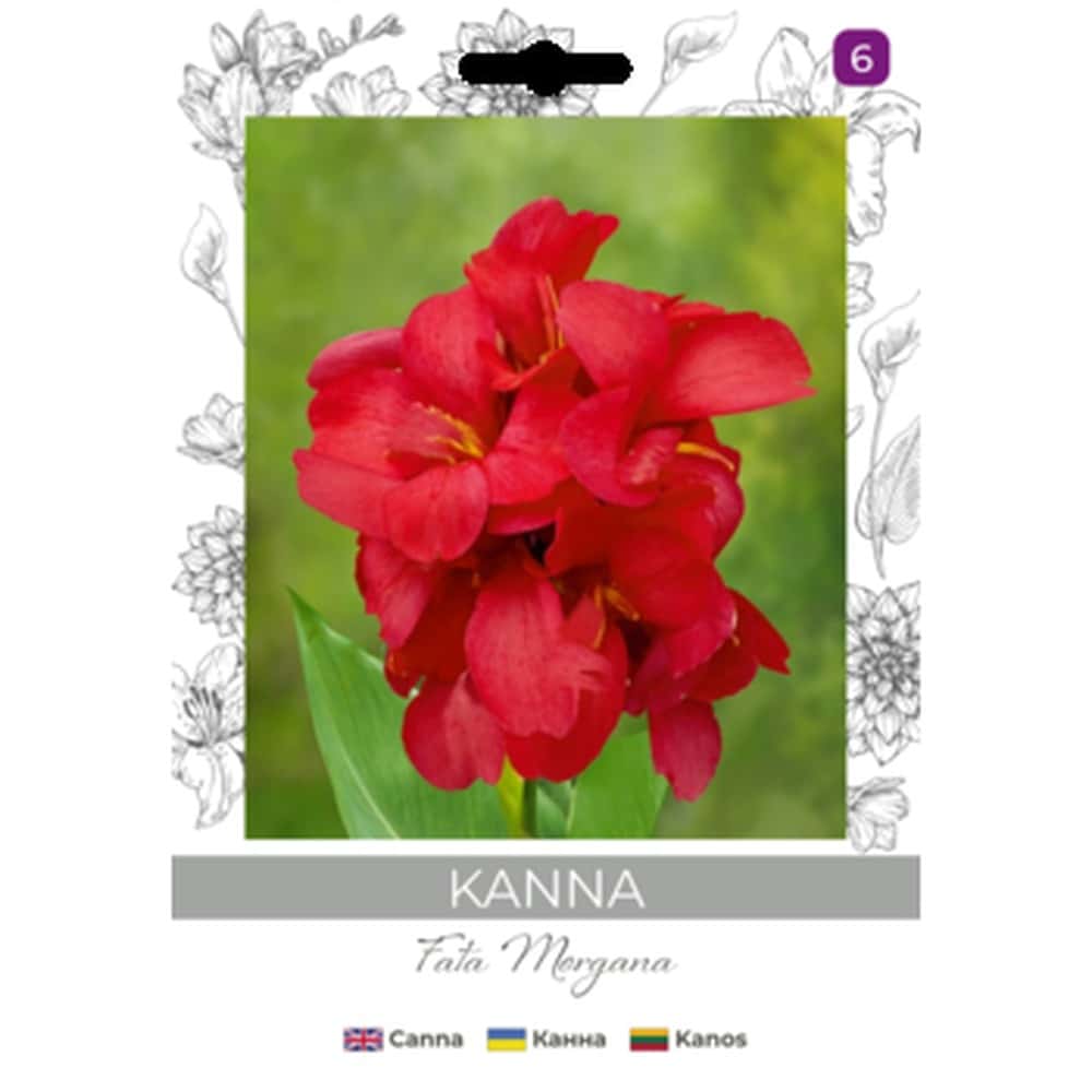 Canna Fata Morgana - perennial plant