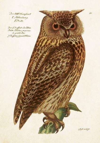 Skona Ting Greeting Card B6 Owl with Envelope - perfect as a gift