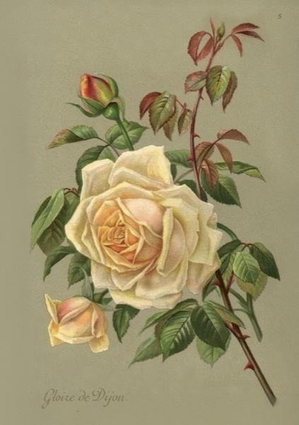 Skona Ting Greeting Card B6 Yellow Roses - perfect for any occasion