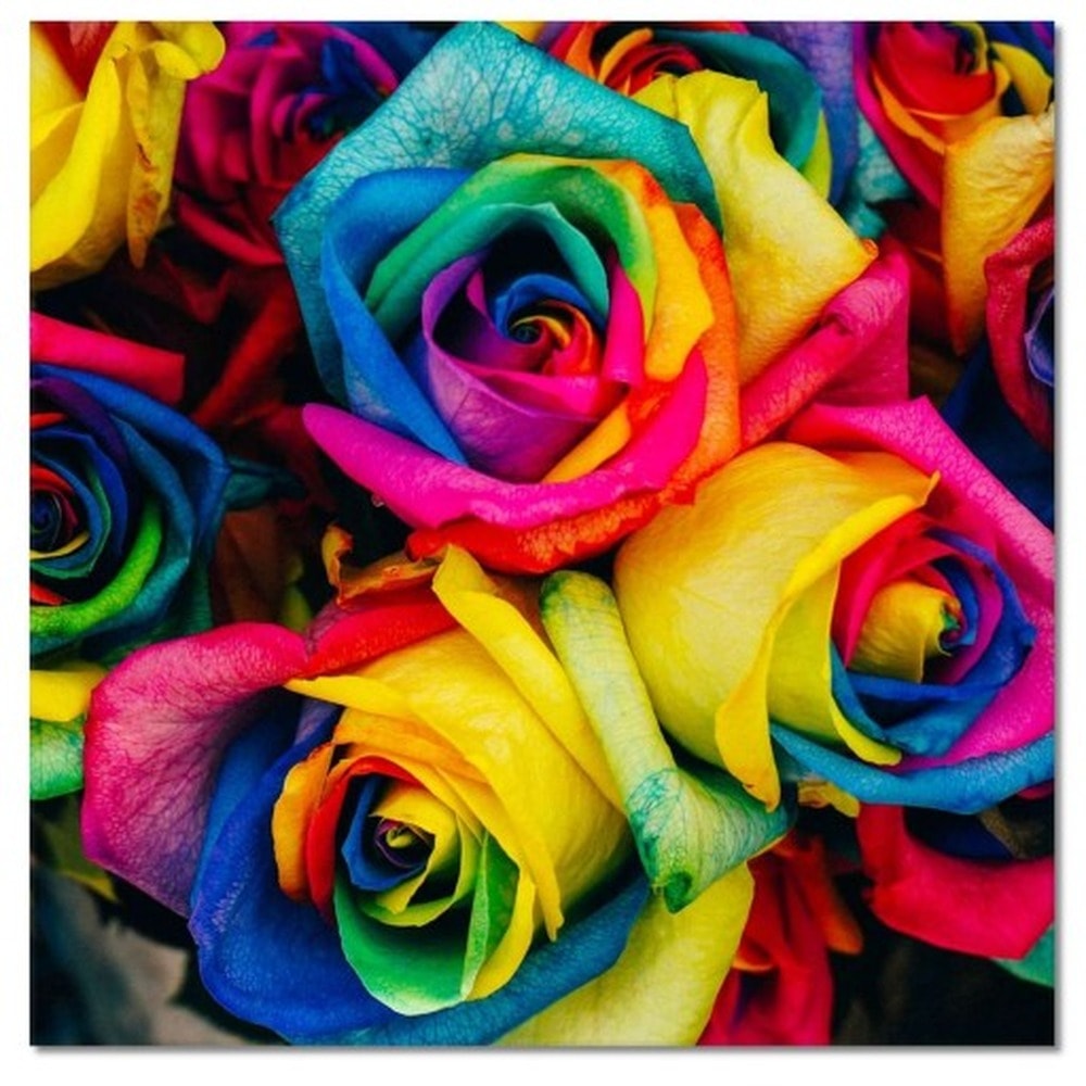 Colorful decorative rose 60 cm - perfect decoration for any interior