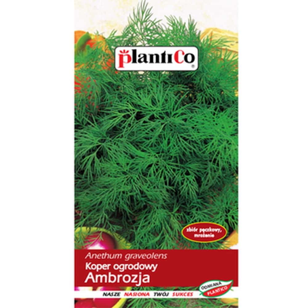 PlantiCo Garden dill Ambrozja - aromatic addition to your kitchen