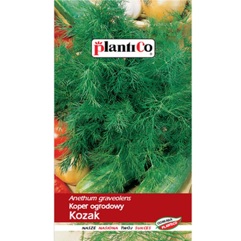 Plantico Garden Dill Kozak - early and aromatic