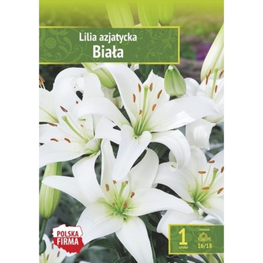 Asiatic Lily White Benex - ideal for decorating interiors