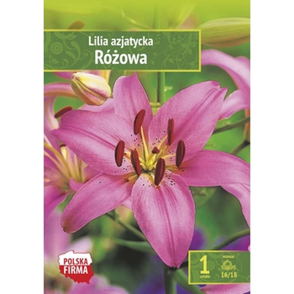 Asiatic Lily pink Benex - cut flower for vase