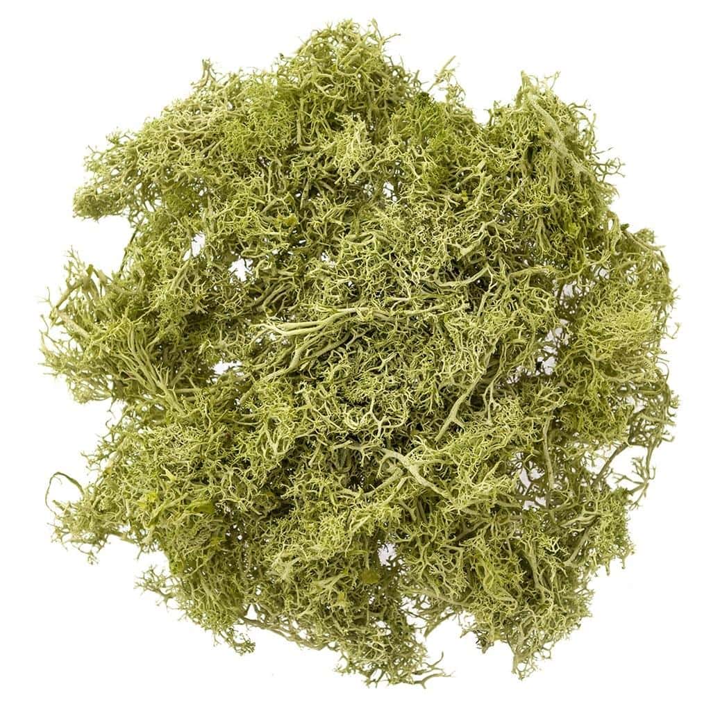 Light green moss 30g - natural addition to decorations