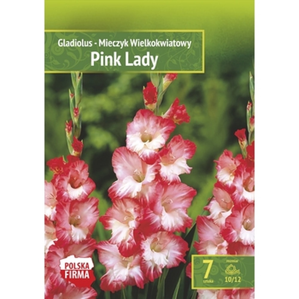 Gladiolus Pink Lady Benex - Elegance in your garden
