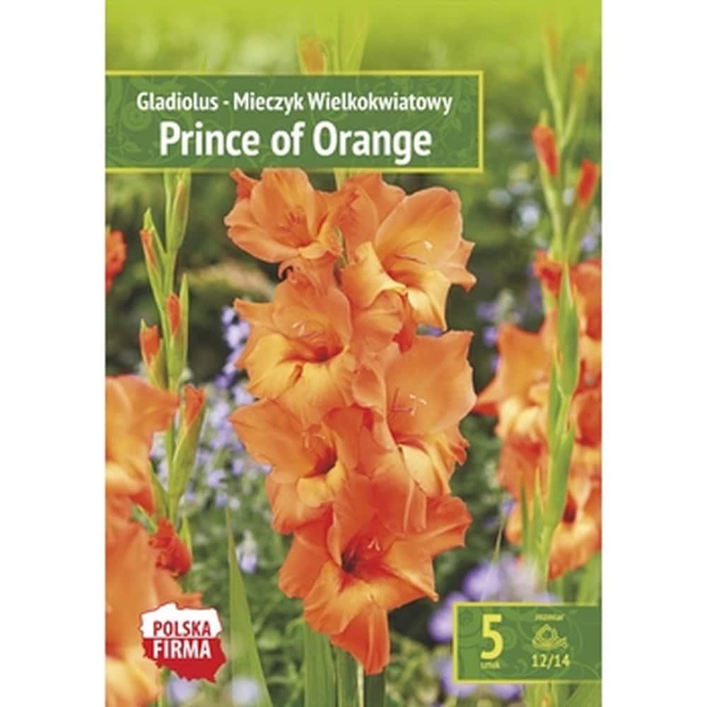 Gladiolus Prince of Orange - an orange accent in your garden