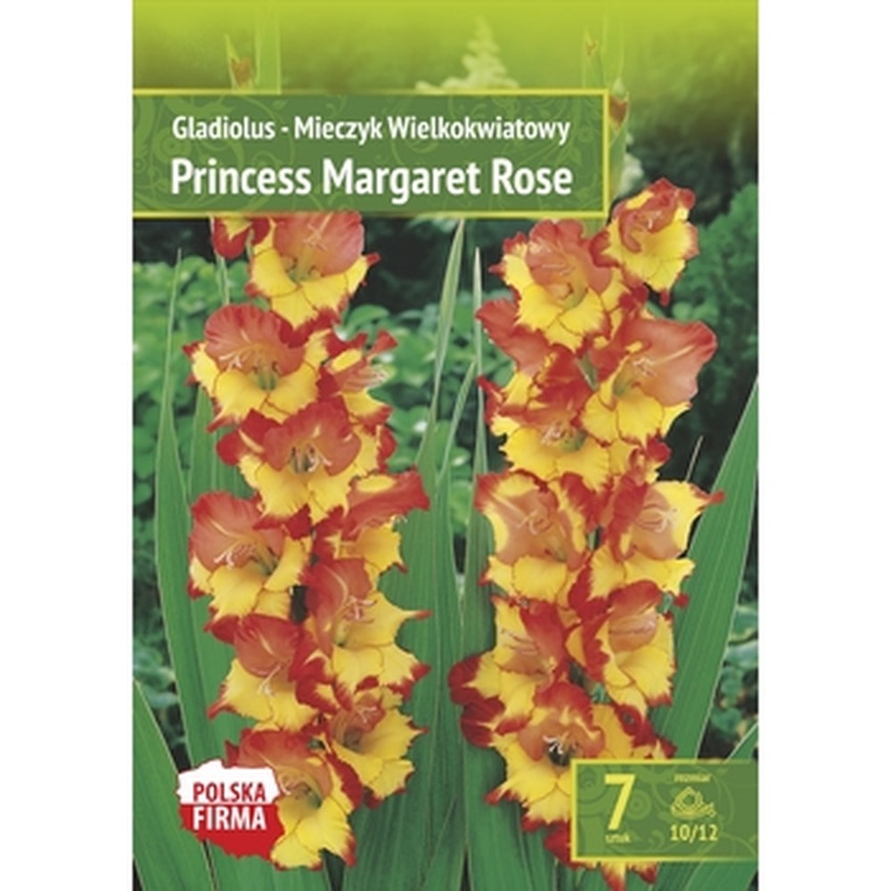 Gladiolus Princess Benex - garden flowers for your garden