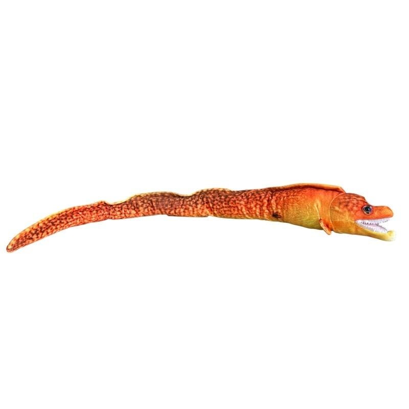 Orange Moray Eel 80 cm - exotic aquarium fish