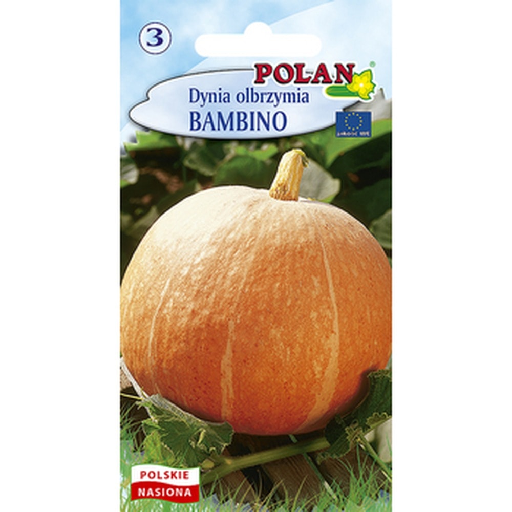 Giant Pumpkin Bambino Seeds - medium-early, high-yielding variety