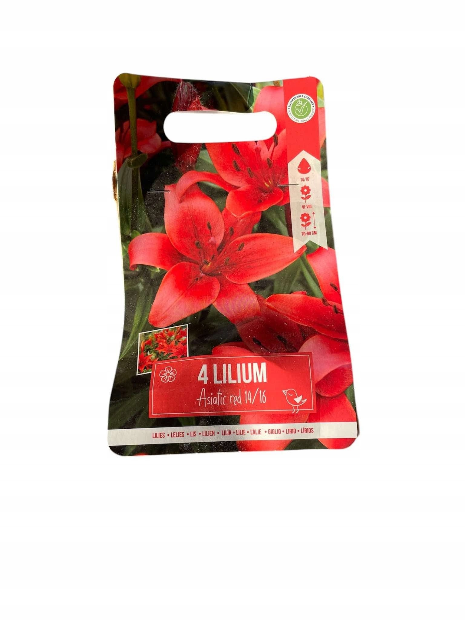 Asiatic lily red seeds - create your dream garden