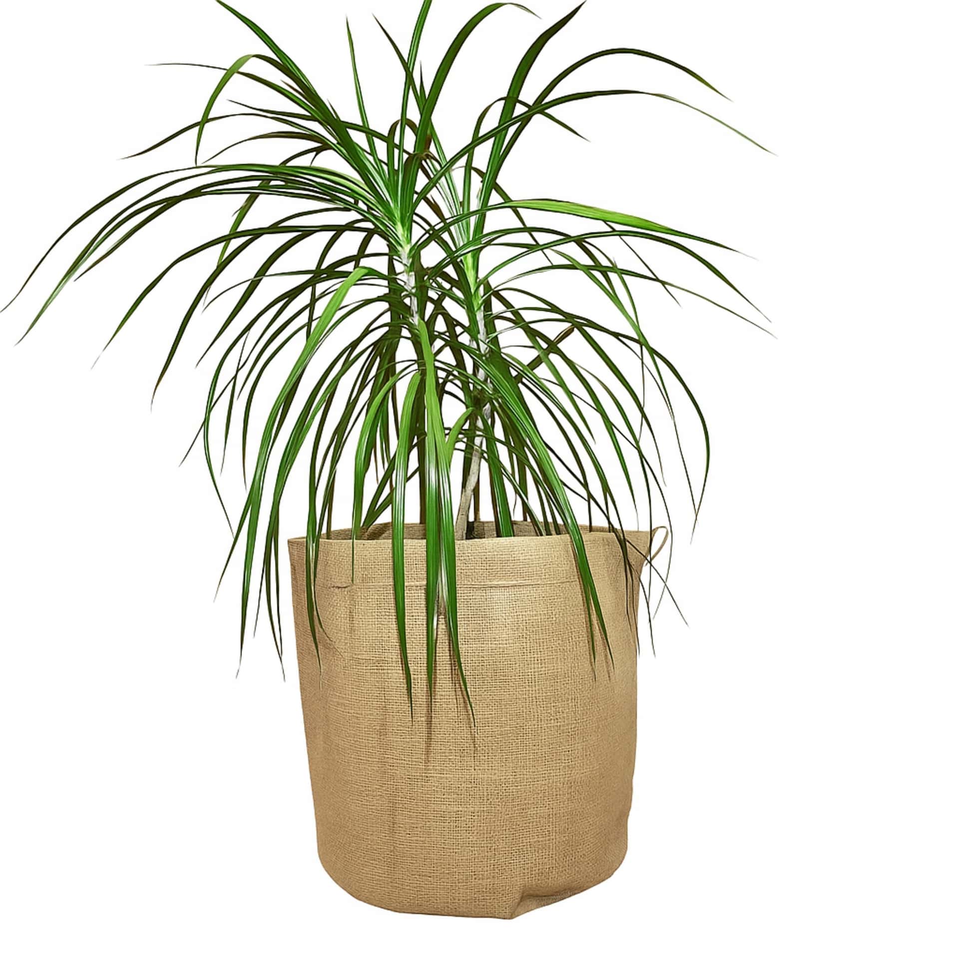 Korona Box plant pot 27x15 green - ideal for any interior