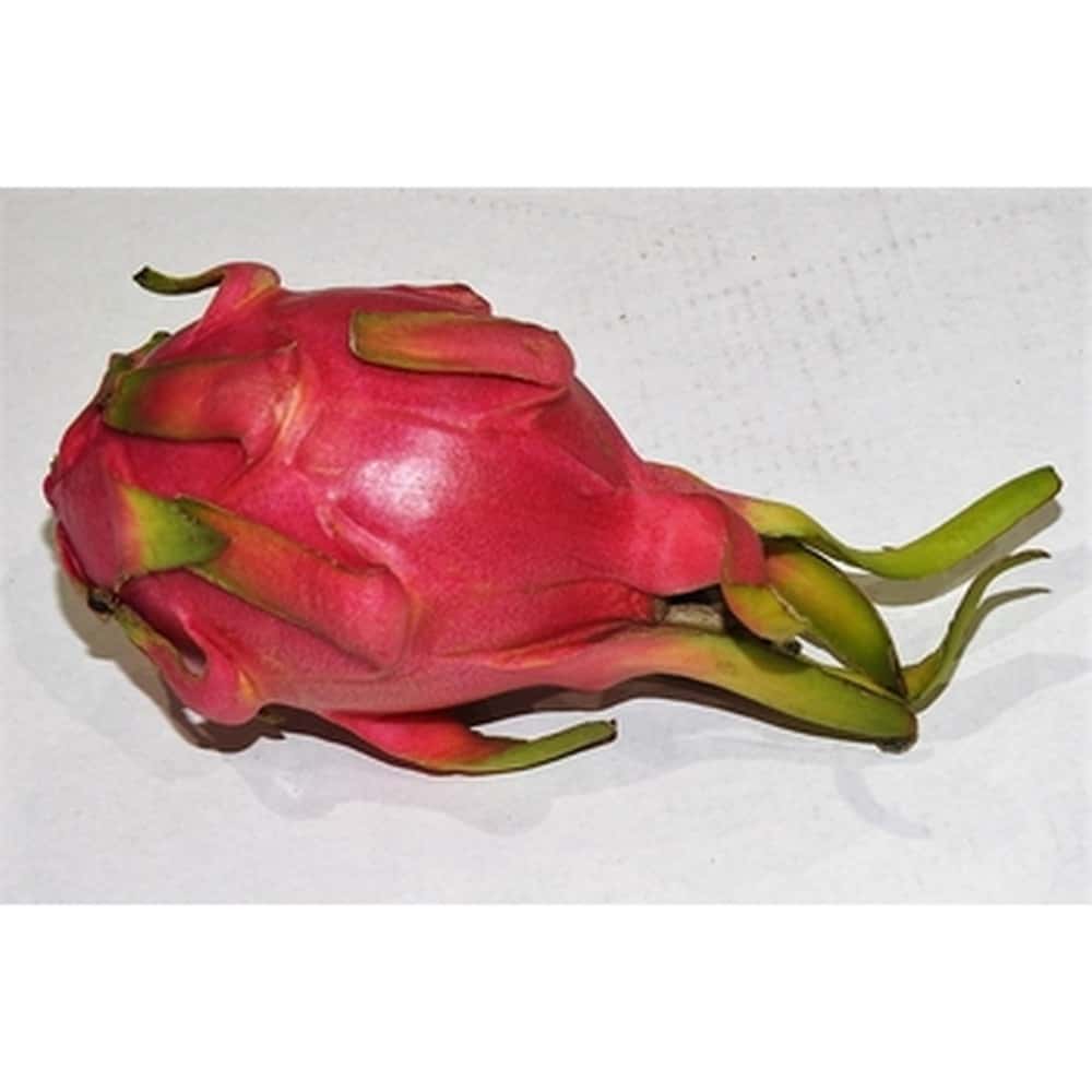 Red Pitahaya Vietnam - Exotic fruit full of vitamins