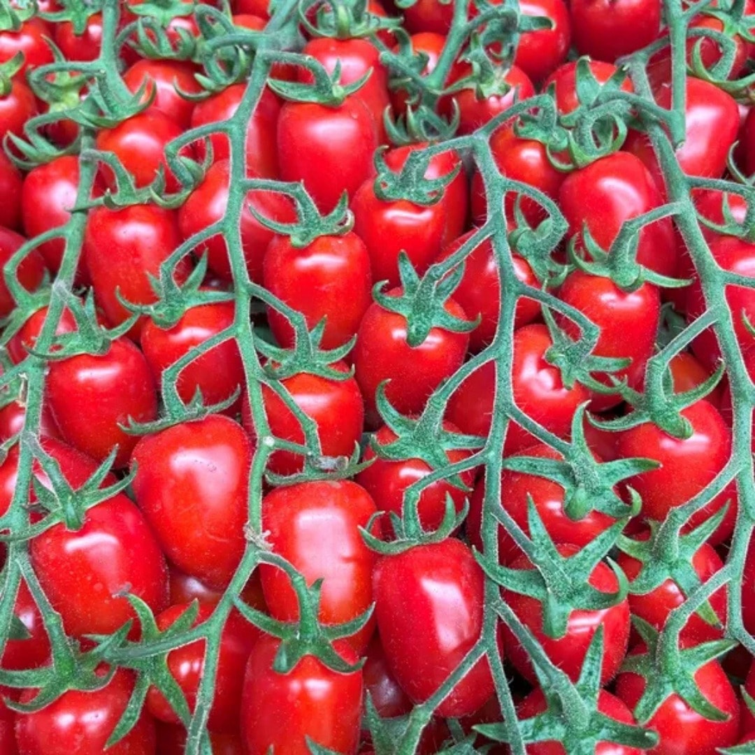 Date tomatoes red from Morocco - sweet and juicy, ideal for salads