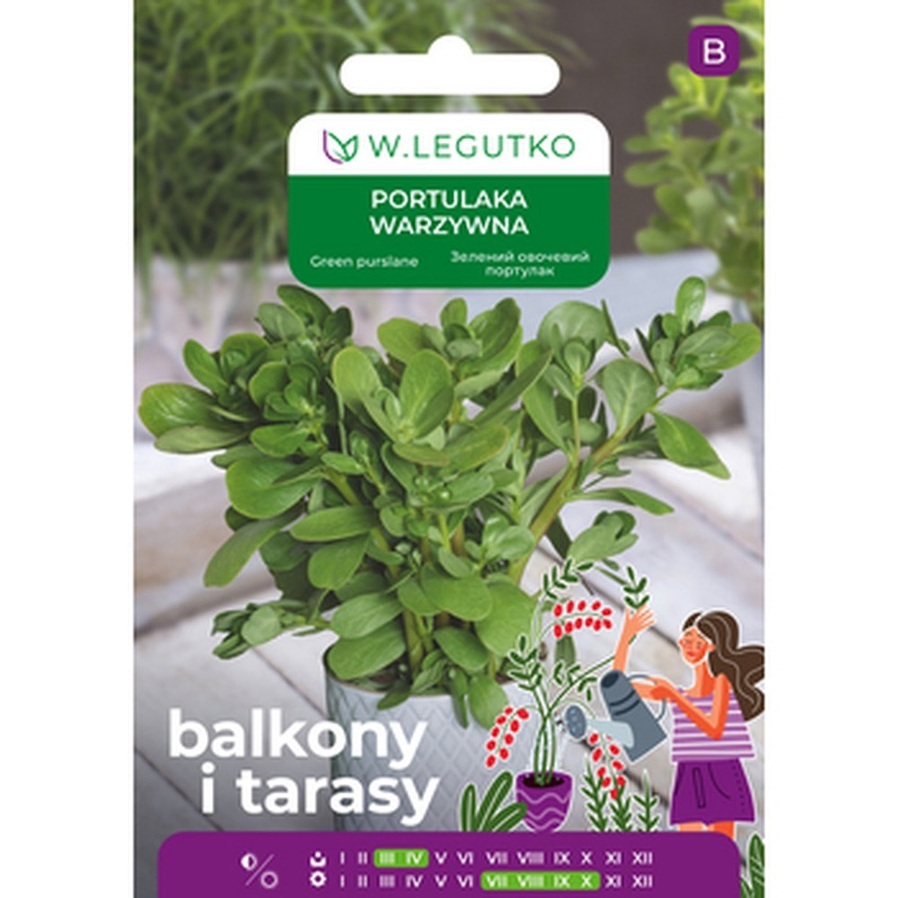 LEGUTKO Vegetable purslane - healthy plant for your garden
