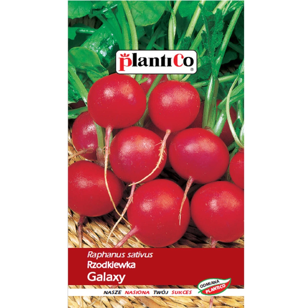 PlantiCo Radish Galaxy - early variety for ground cultivation