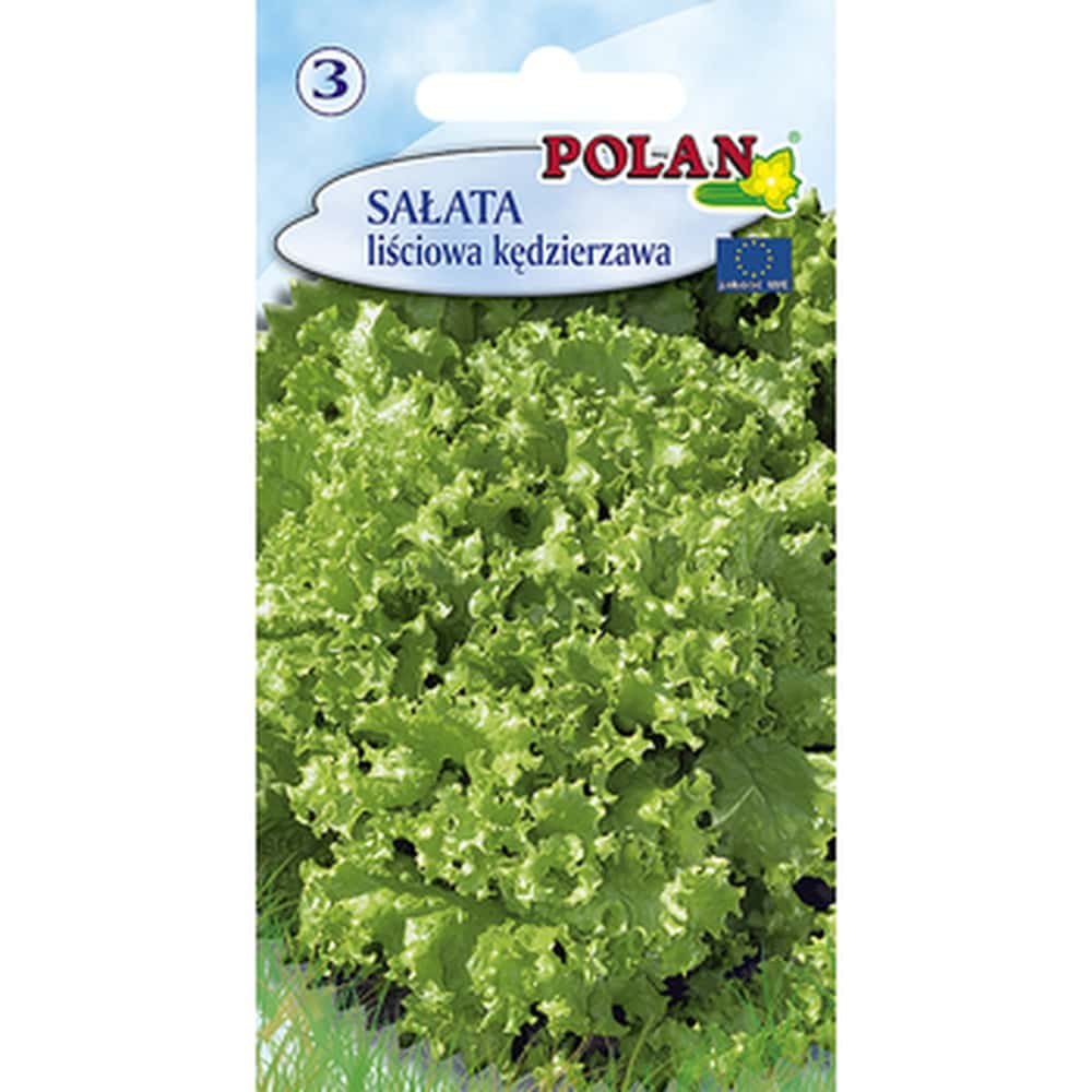 Curly Lettuce Polan - ideal for decoration and salads