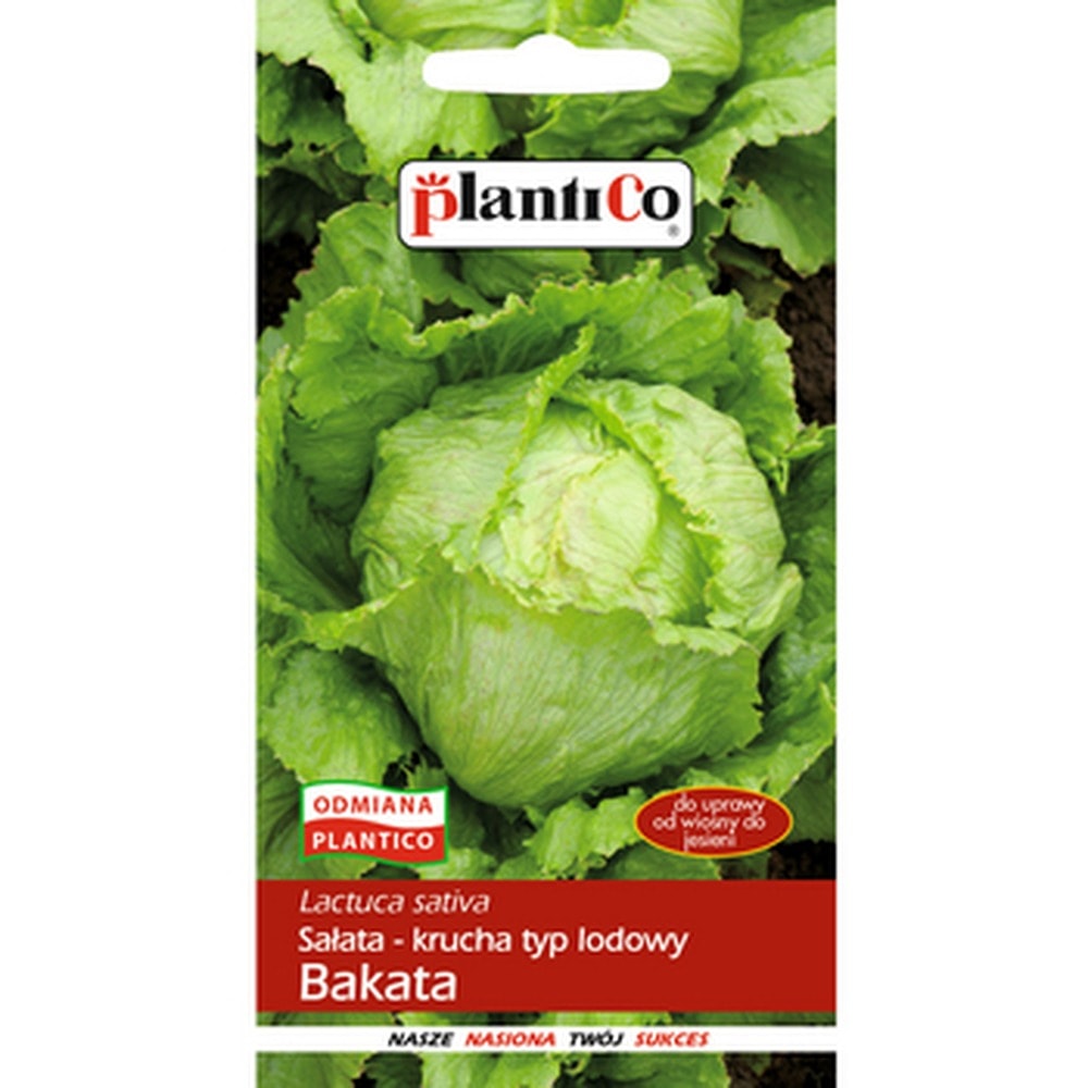 PlantiCo Lettuce crisphead Bakata - ideal for growing in the garden