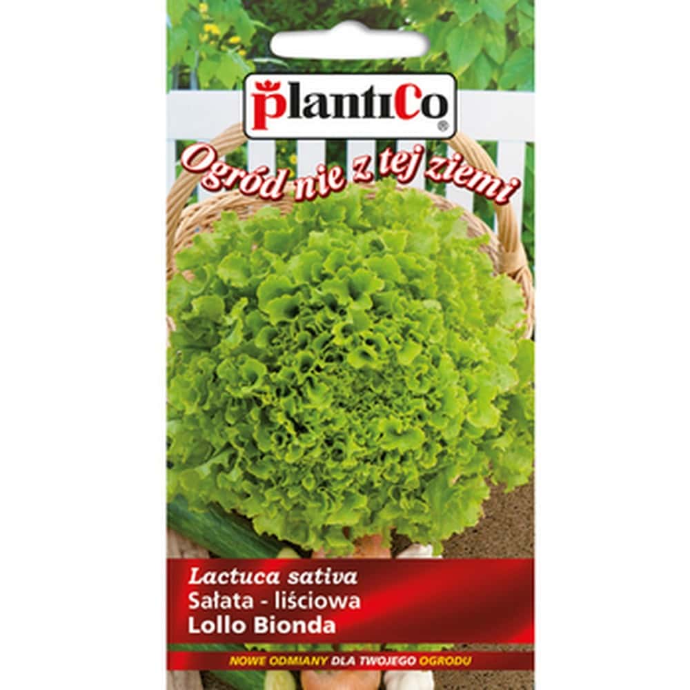 Plantico Lollo Bionda Lettuce - fresh and tasty straight from the garden