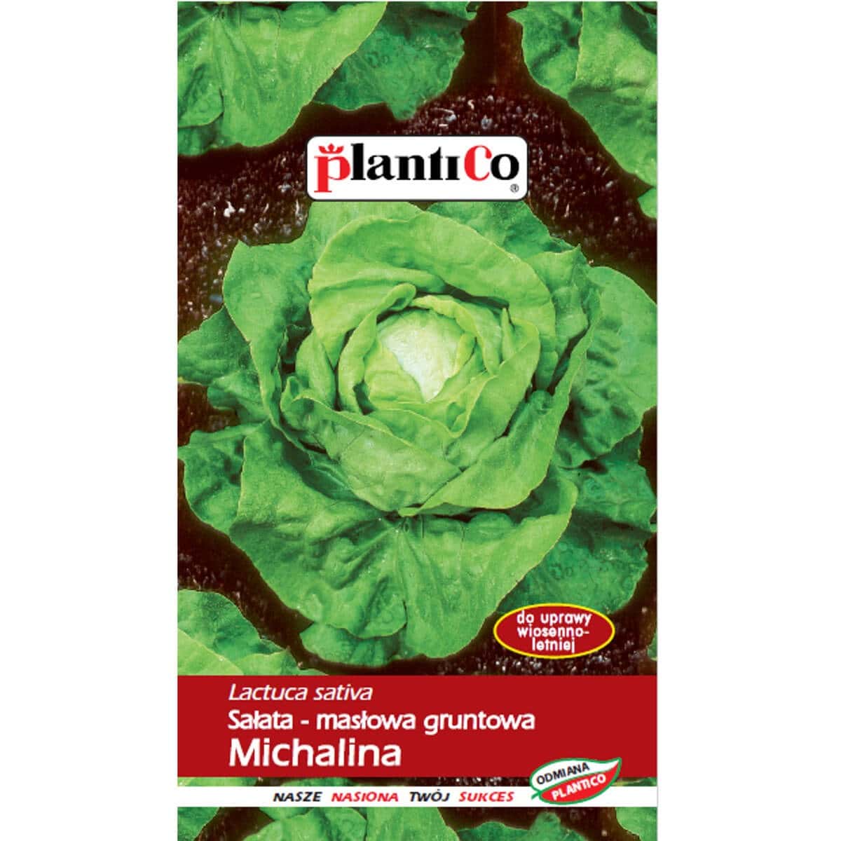 Plantico Michalina butter lettuce - ideal for spring salads