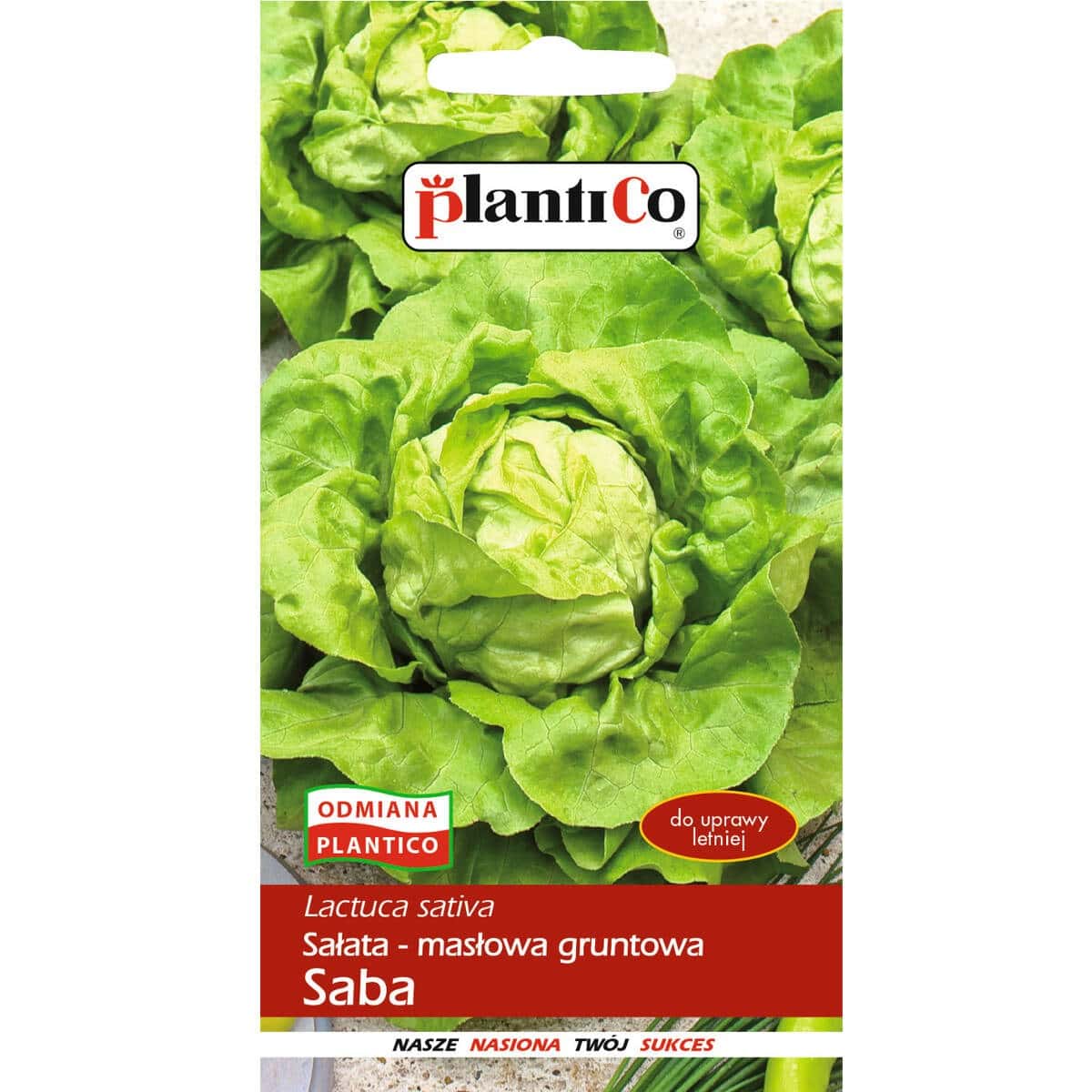 Plantico Butterhead Lettuce Saba - perfect for spring salads