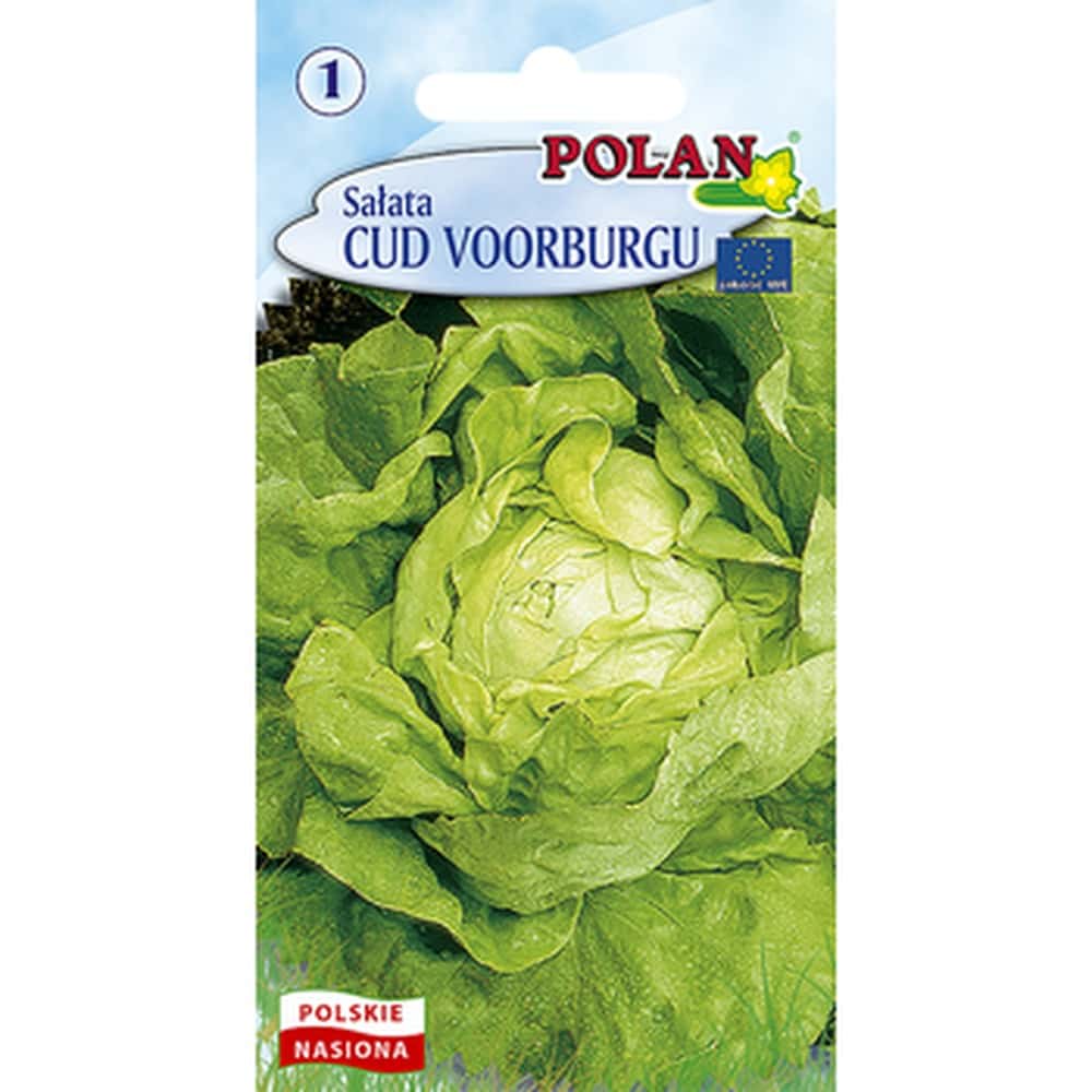 Butterhead Lettuce Wonder of Voorburg - fresh and crisp, perfect for salads