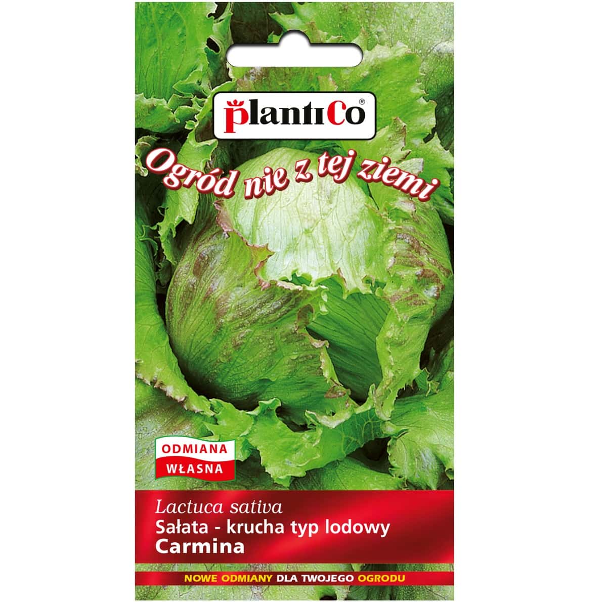 Plantico Romaine Lettuce Carmina - perfect for spring salads