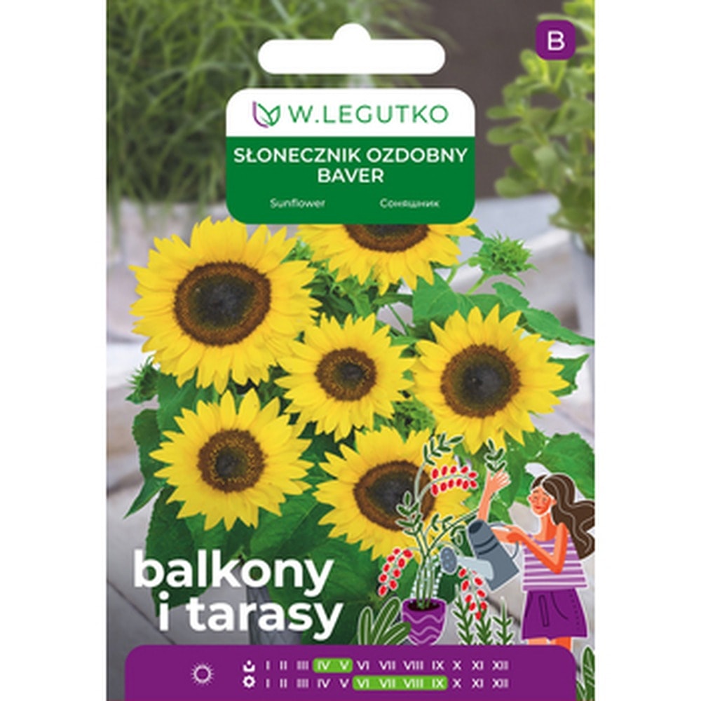 Ornamental sunflower Baver - ideal for your garden