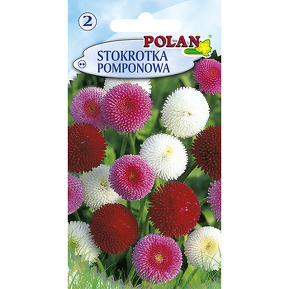 Daisy Pomponette Polan - ornamental flower seeds for your garden