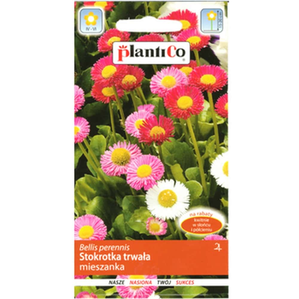 Plantico Daisy perennial mixture - ideal for the garden
