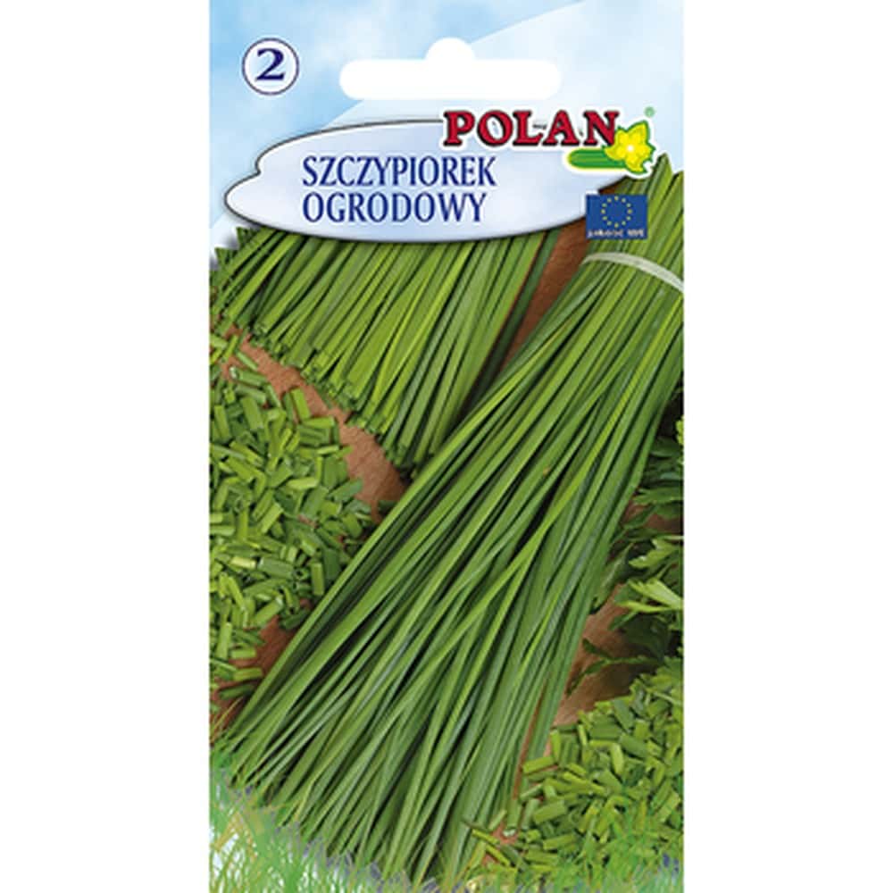 Chives Polan - early variety ideal for garden cultivation