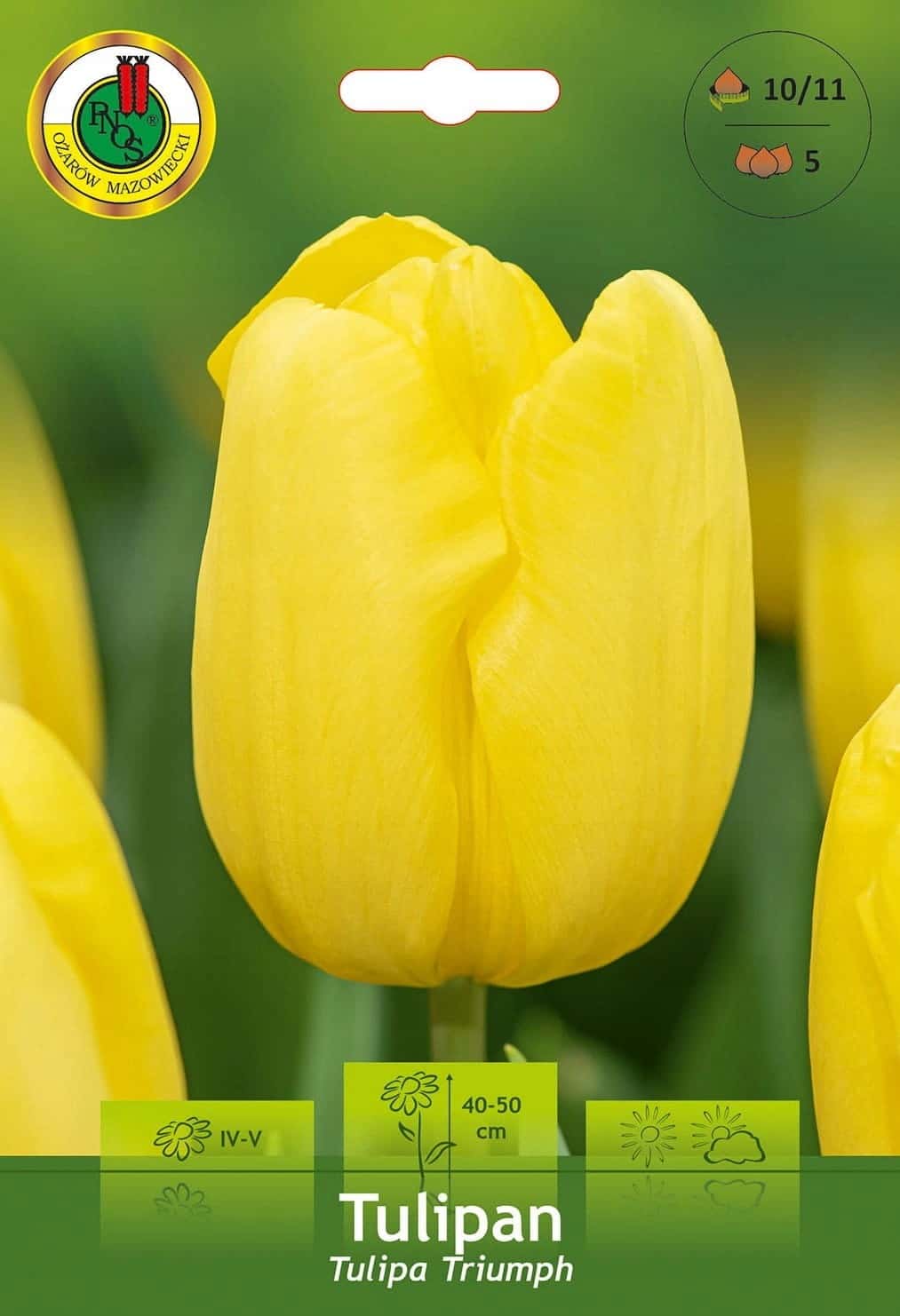 Tulip Triumph Yellow - 5 pieces of sunny joy