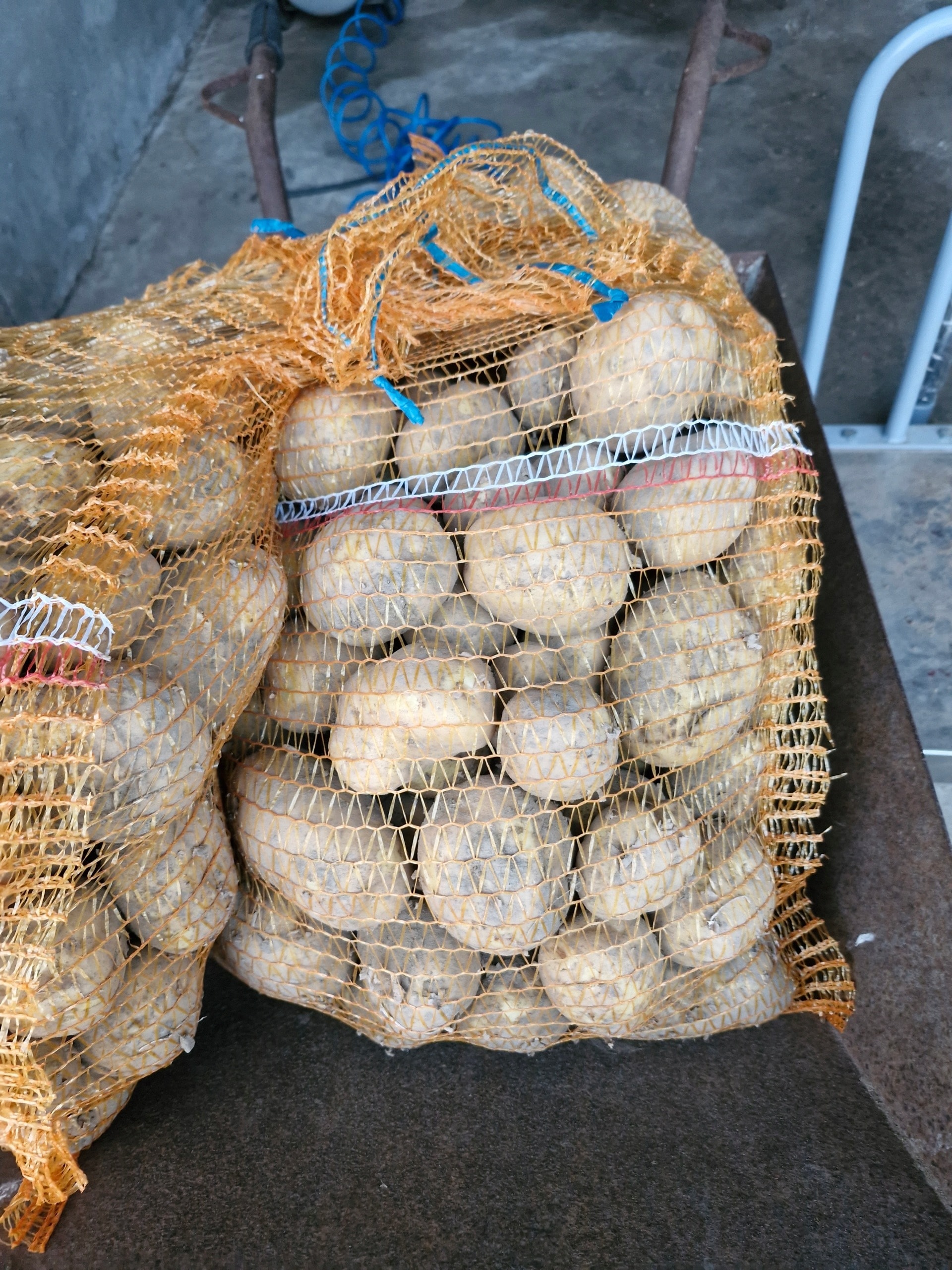 Potato Jad White Irga 5kg - perfect for dinner